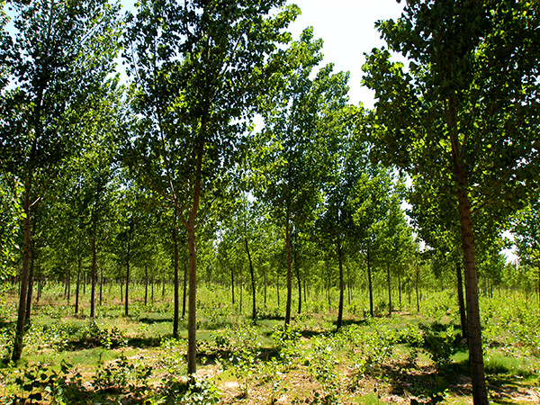 ������Z6�������ǲ�԰�ֹ������޹�˾